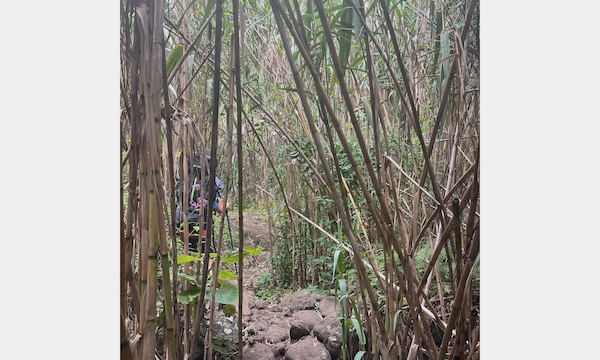 Dense bamboo