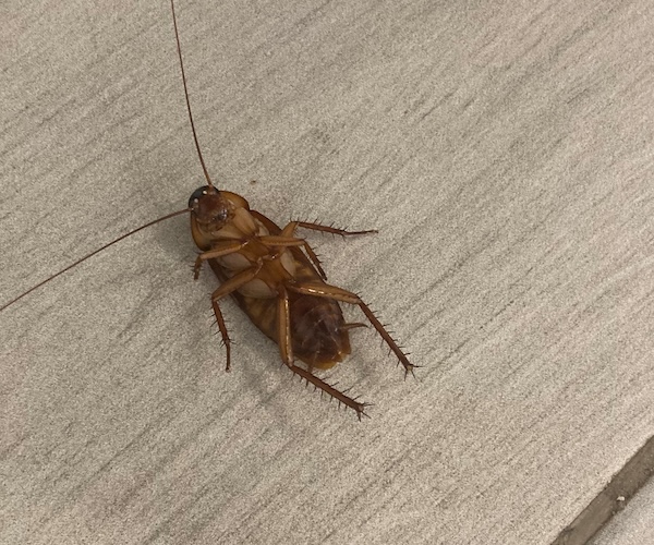 cockroach